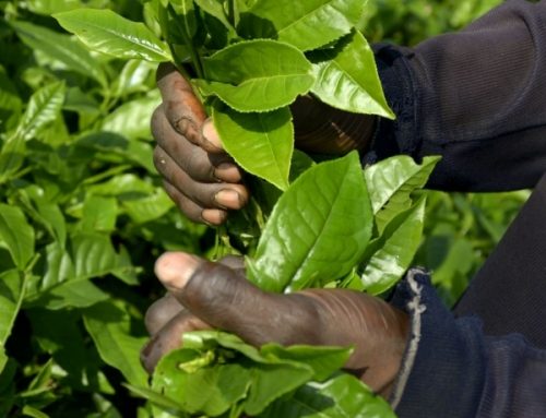 Improved Agro-Processing Competitiveness in the EAF