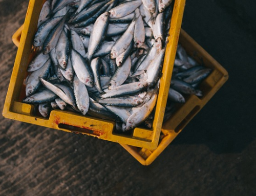 Common OECS Services and Fisheries Trade Policies